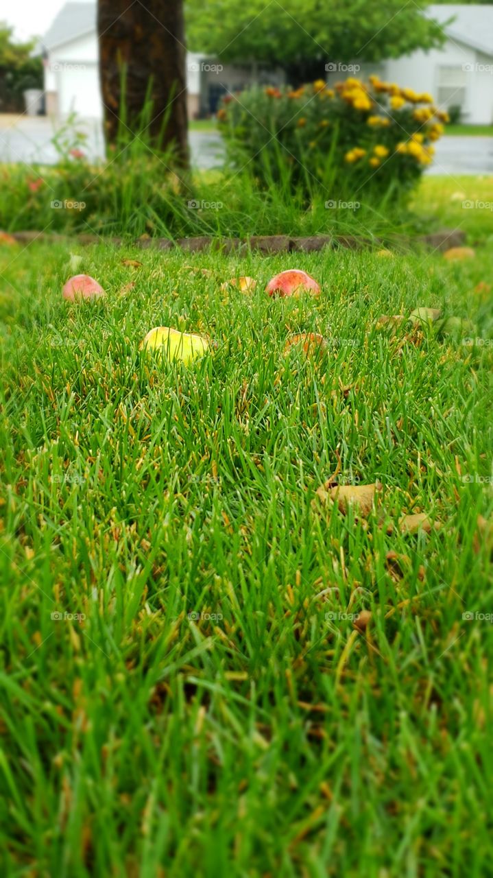 apples falling from the tree