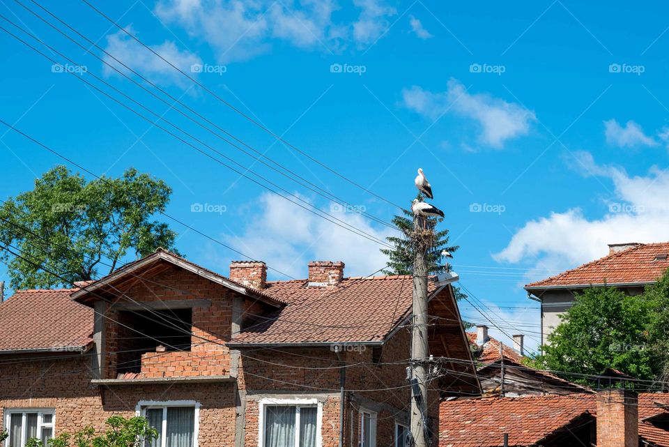 Birds in Motion, Stork