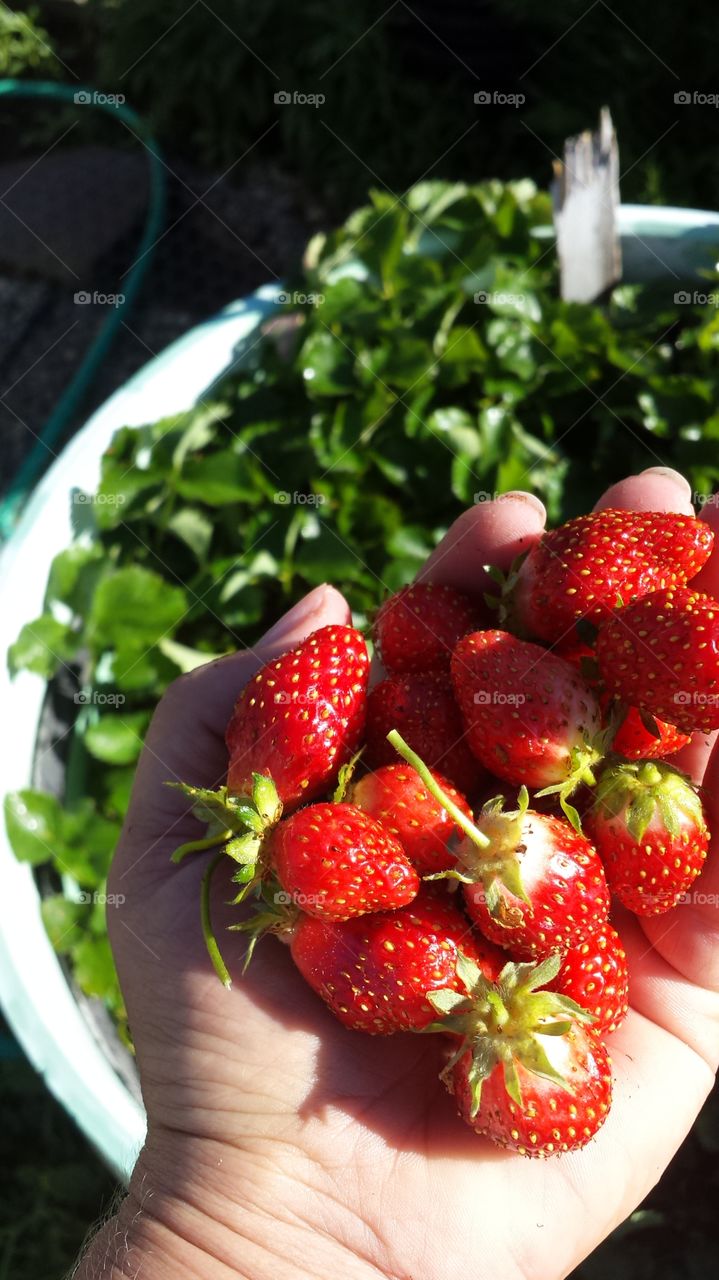 fresh fetish. fresh picked strawberries from my garden