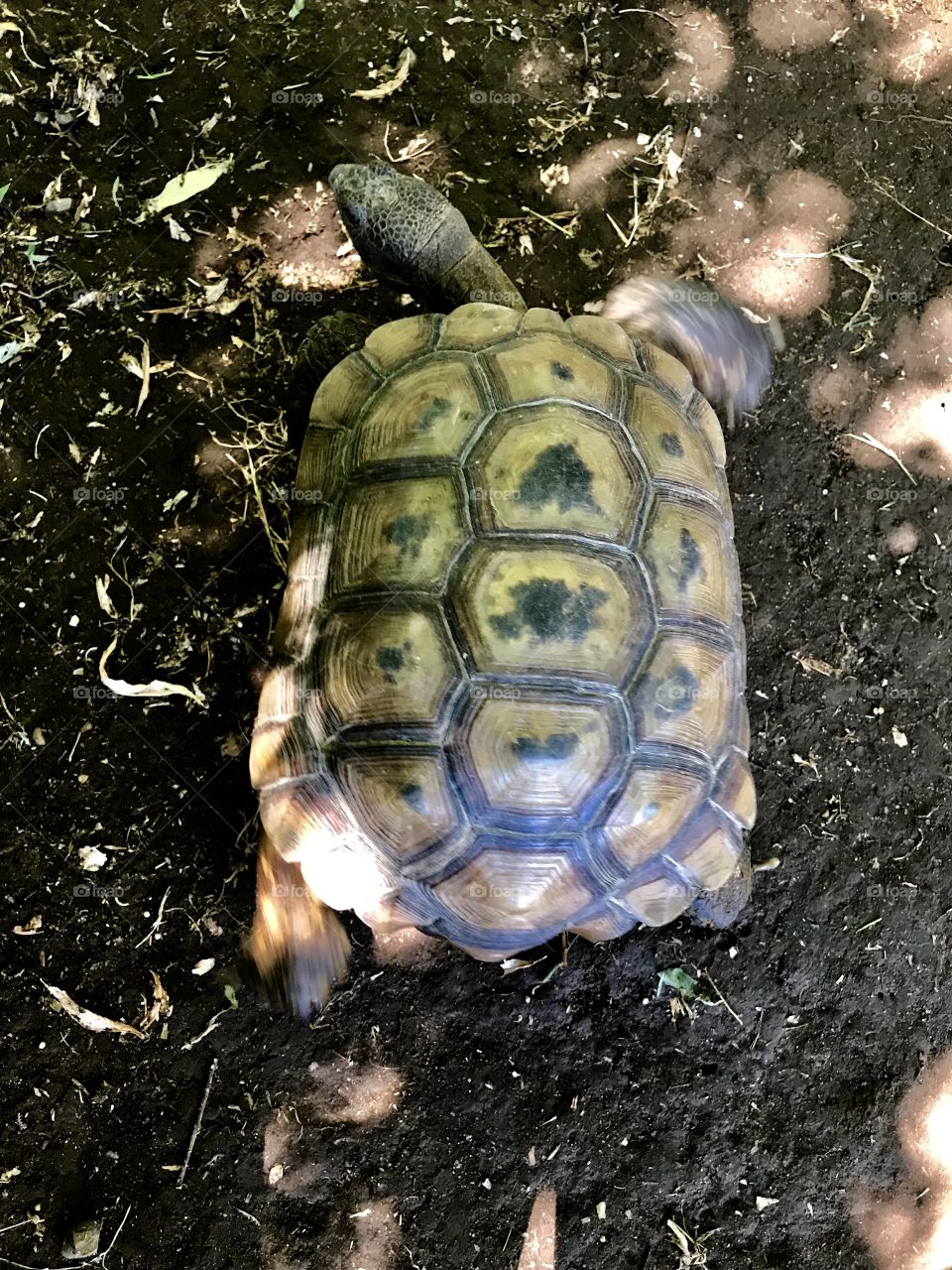 Showing my back shell shapes 