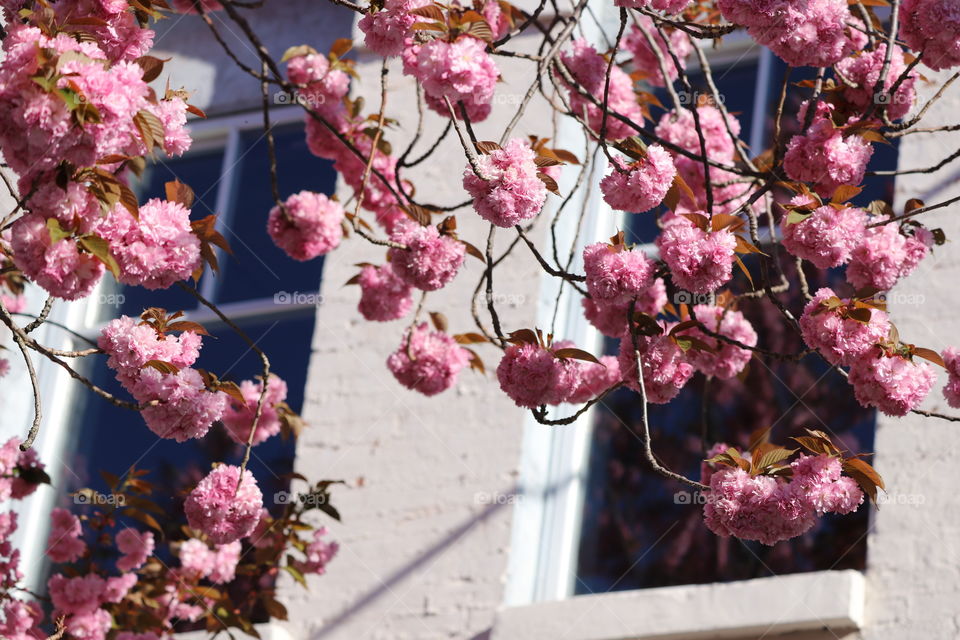 Cherry blossoms in front of window in springtime 