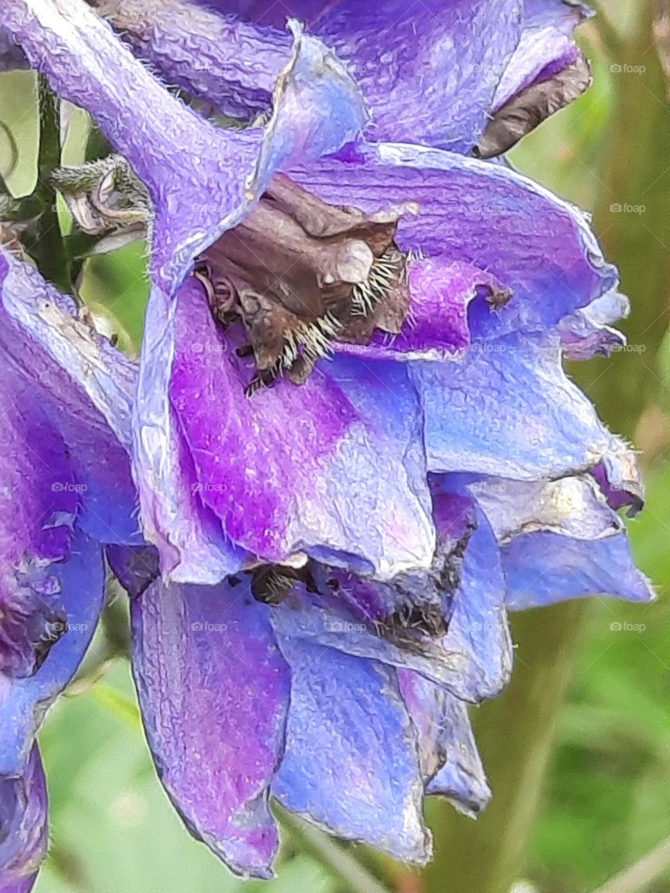 impression of delphinium flowers