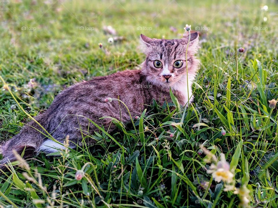 A cute cat with nature background.Close view of a cute female cat laying near the wild flowers.The cat looks happy on its face.