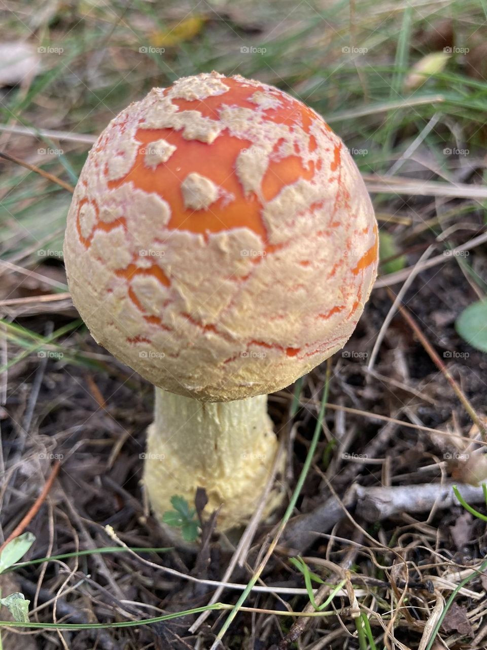 Orange Mushroom 