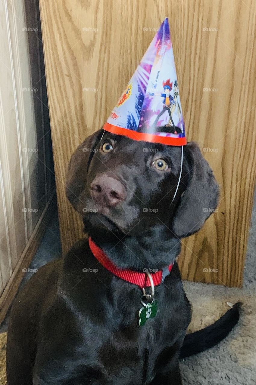 Dog at a birthday party 