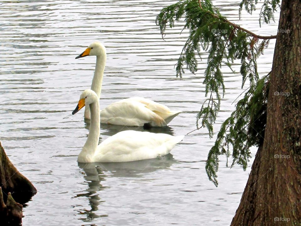 Ducks Lake Eola Orlando Florida