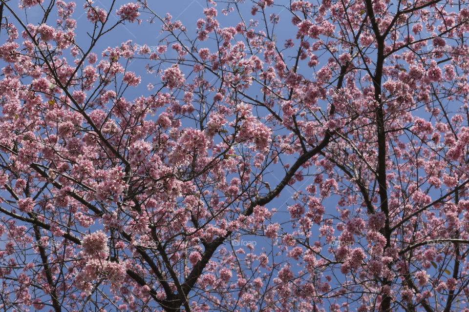 Cherry Blossoms.