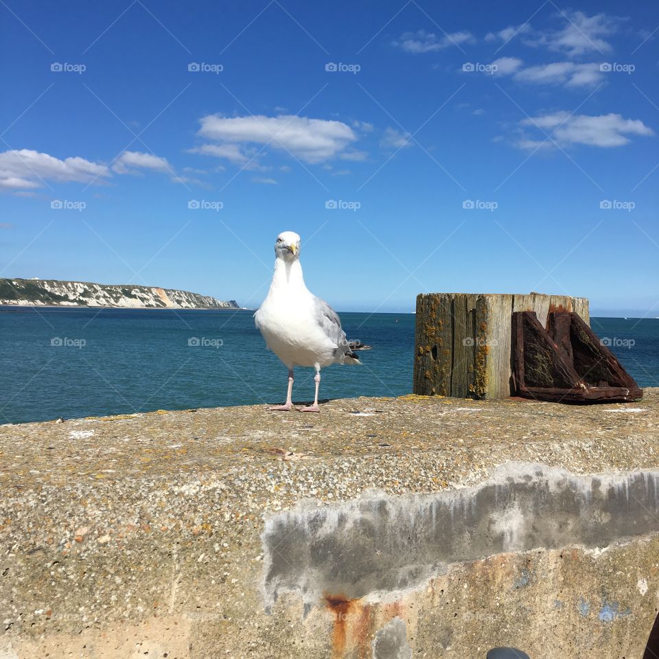 Sea gull on the harbour arm at Folkestone