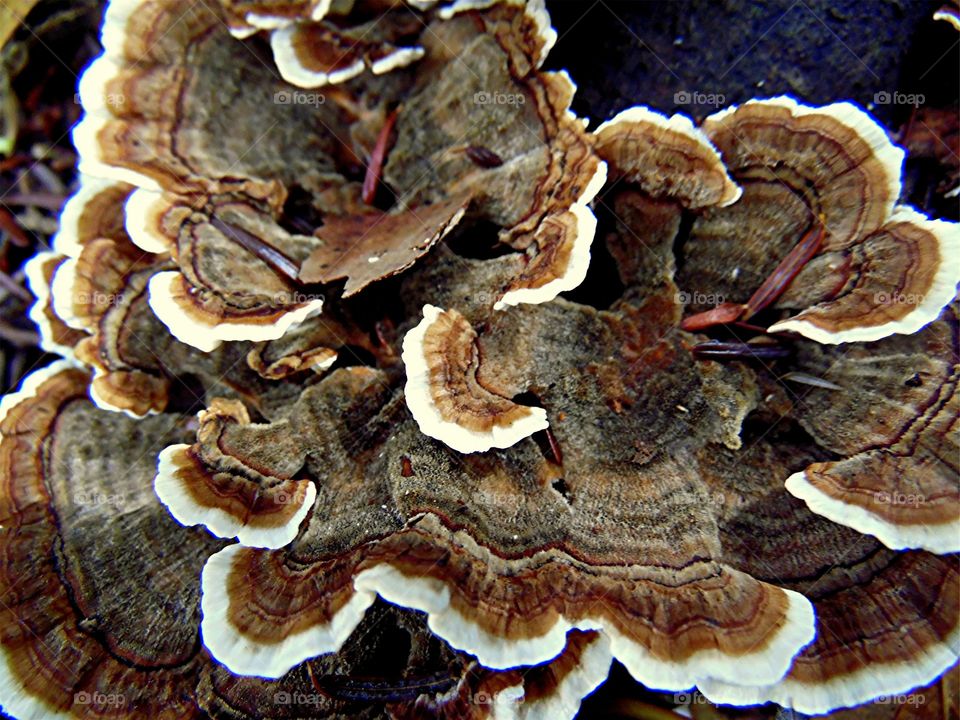 This is a picture of a fungus growing on a log taken at close range to show detail.