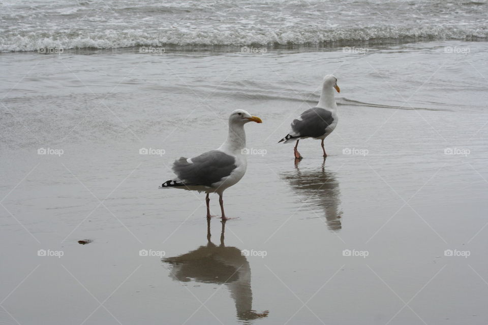 Reflective Seagulls