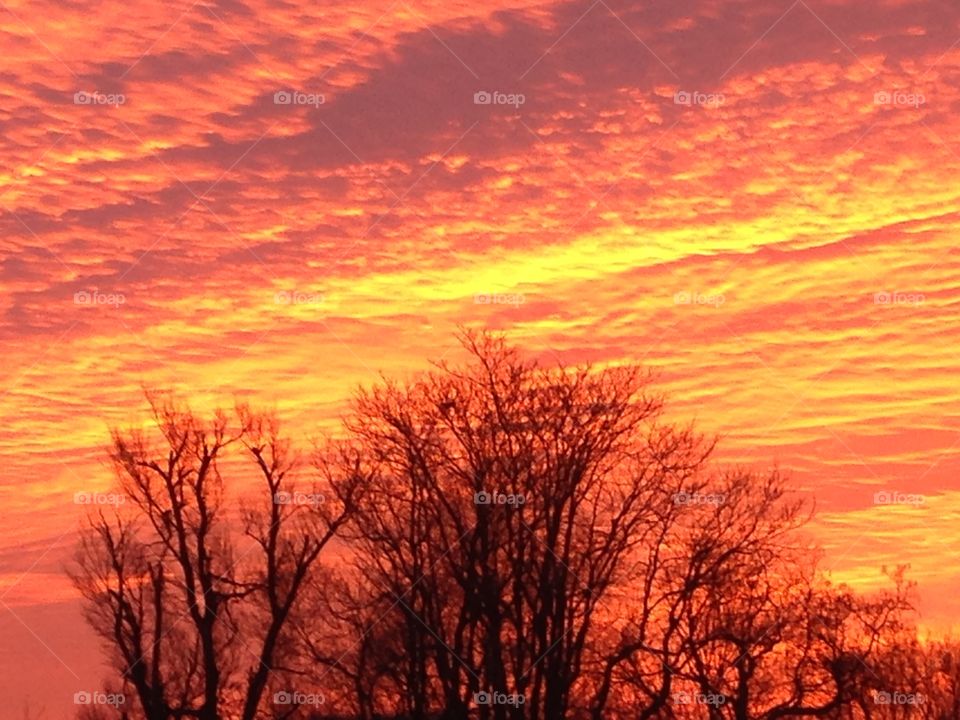 Beautiful sunrise over silhouetted trees with magnificent colors of yellow, pink, orange, and purple. 
