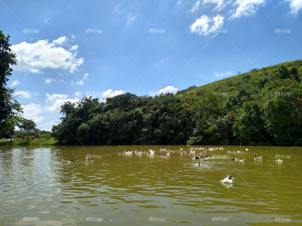 Ducks swimming in a lake in MG, Brazil.