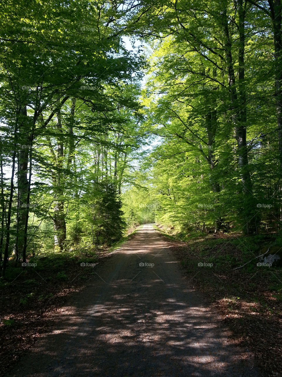 Forest road
