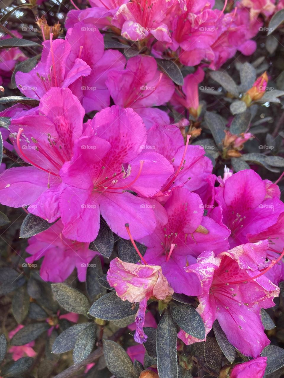 🌹 🇺🇸 Very beautiful flowers to brighten our day.  Live nature and its beauty. Did you like the delicate petals? / 🇧🇷 Flores muito bonitas para alegrar nosso dia. Viva a natureza e sua beleza. Gostaram das pétalas delicadas? 