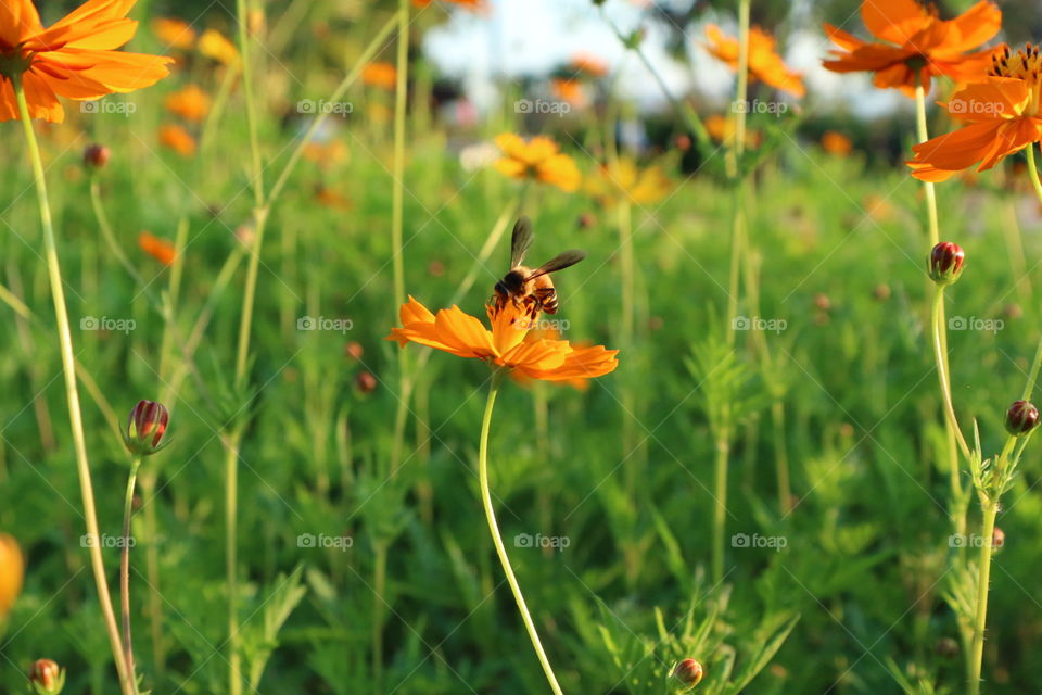 bee flowerd