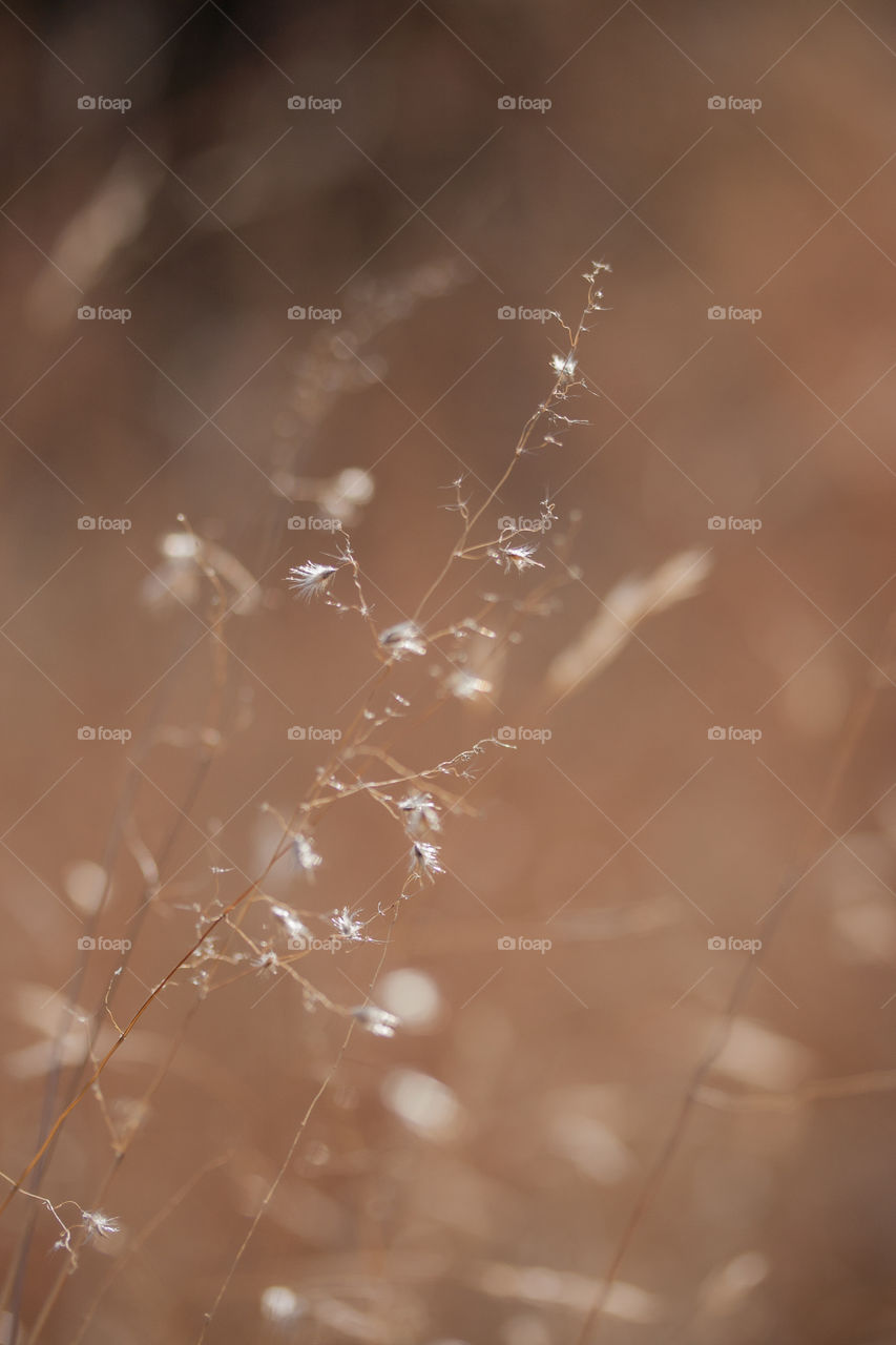 Macro focus on plant. 