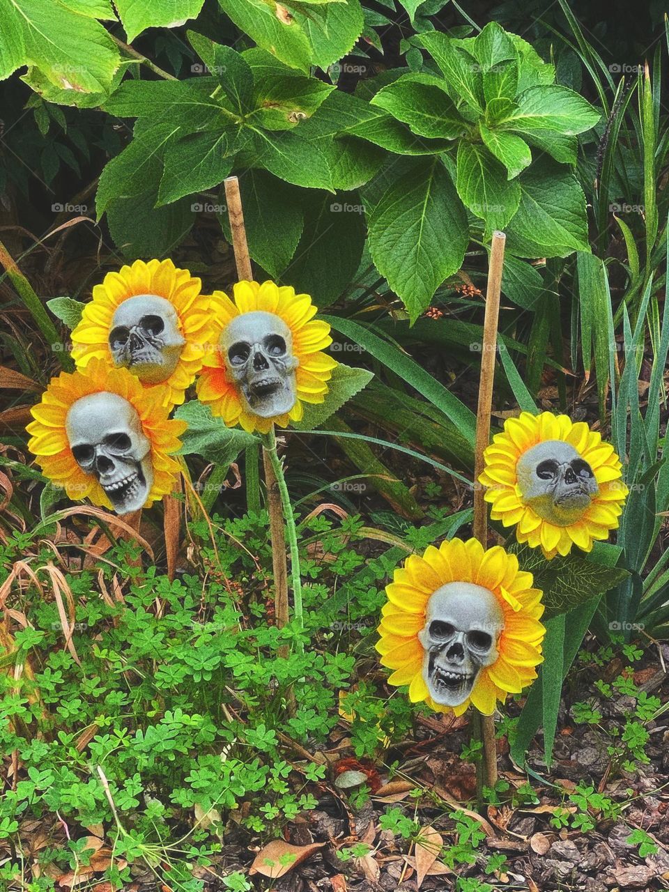 Sunshine Skeletons 