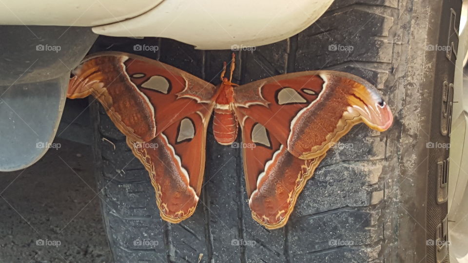 Butterfly on tyre