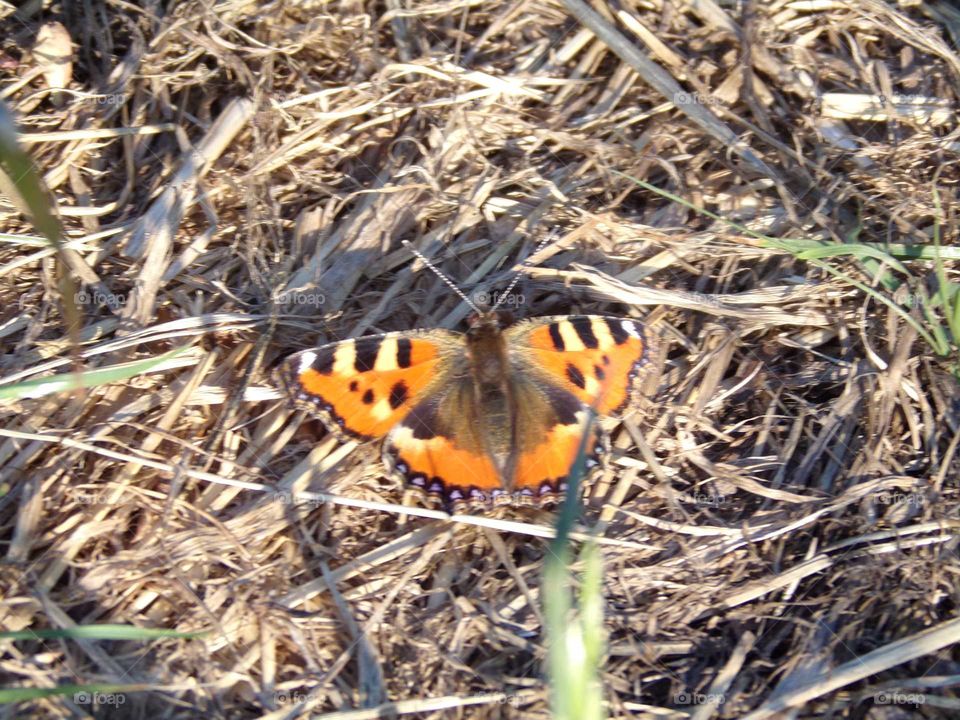 Schmetterling auf einer Wiese