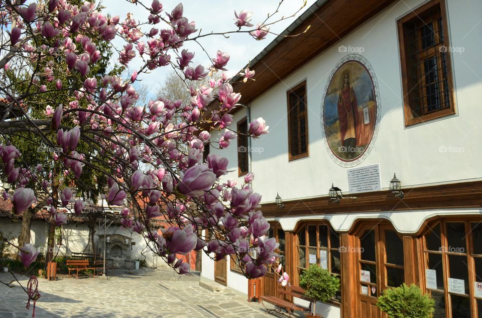 Urban nature Plants, Plovdiv, Bulgaria