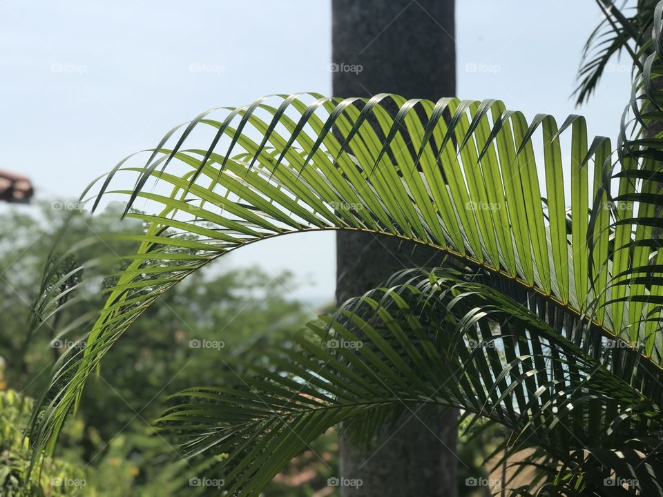 Palmera