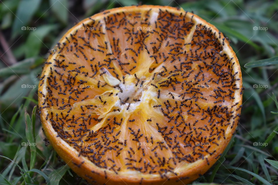 Orange with ants on it