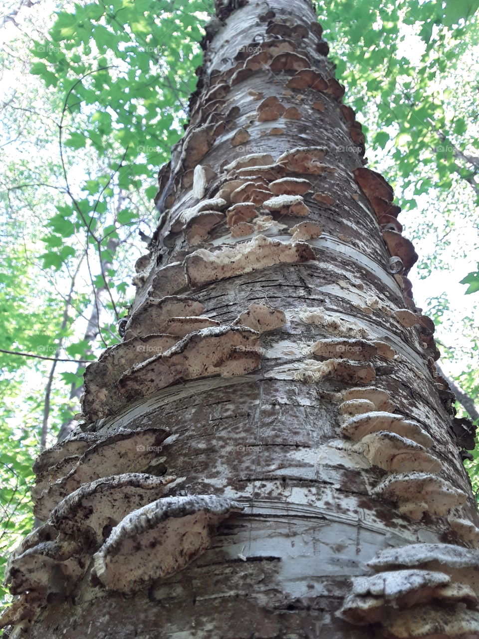 birch with fungi