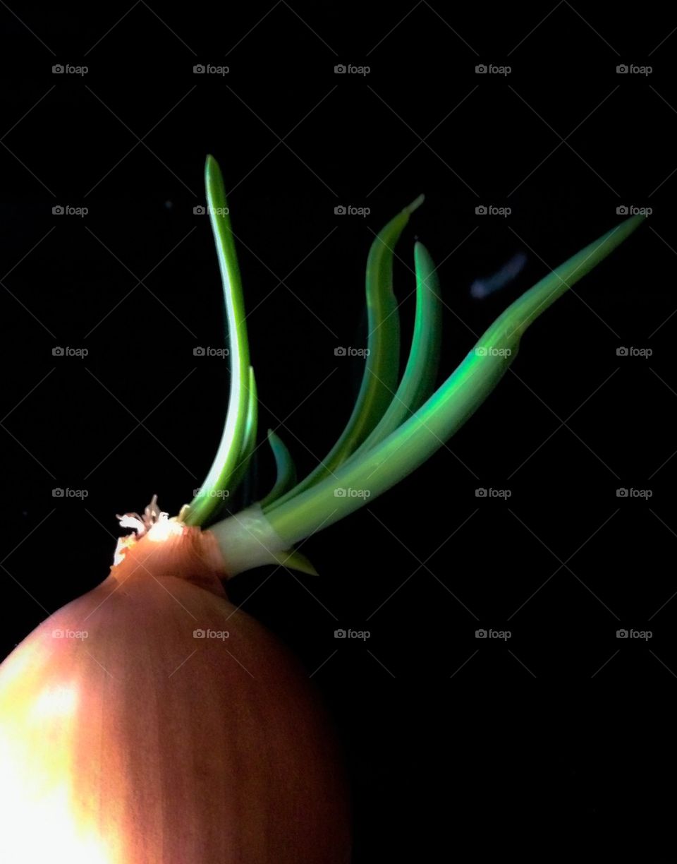 Sprouting onion against black background