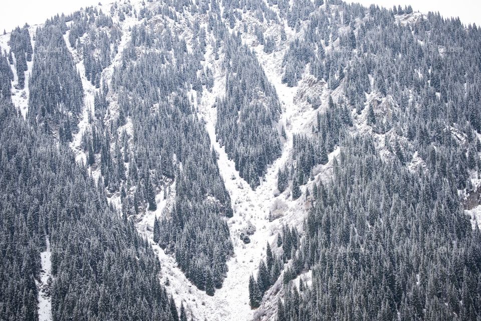 Snow on the mountain and pine forest at big Almaty lake Kazakhstan