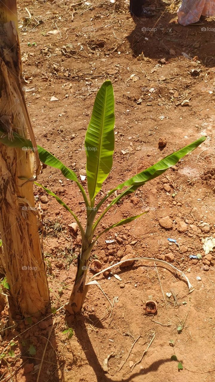 nature banana tree