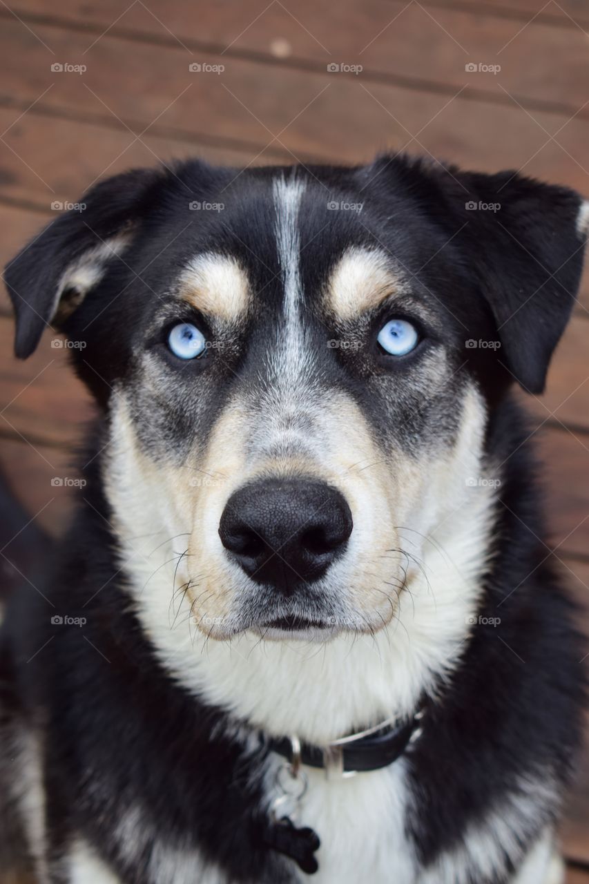 Ozzy Pawsbourne. The Siberian Husky and German Shepherd mix