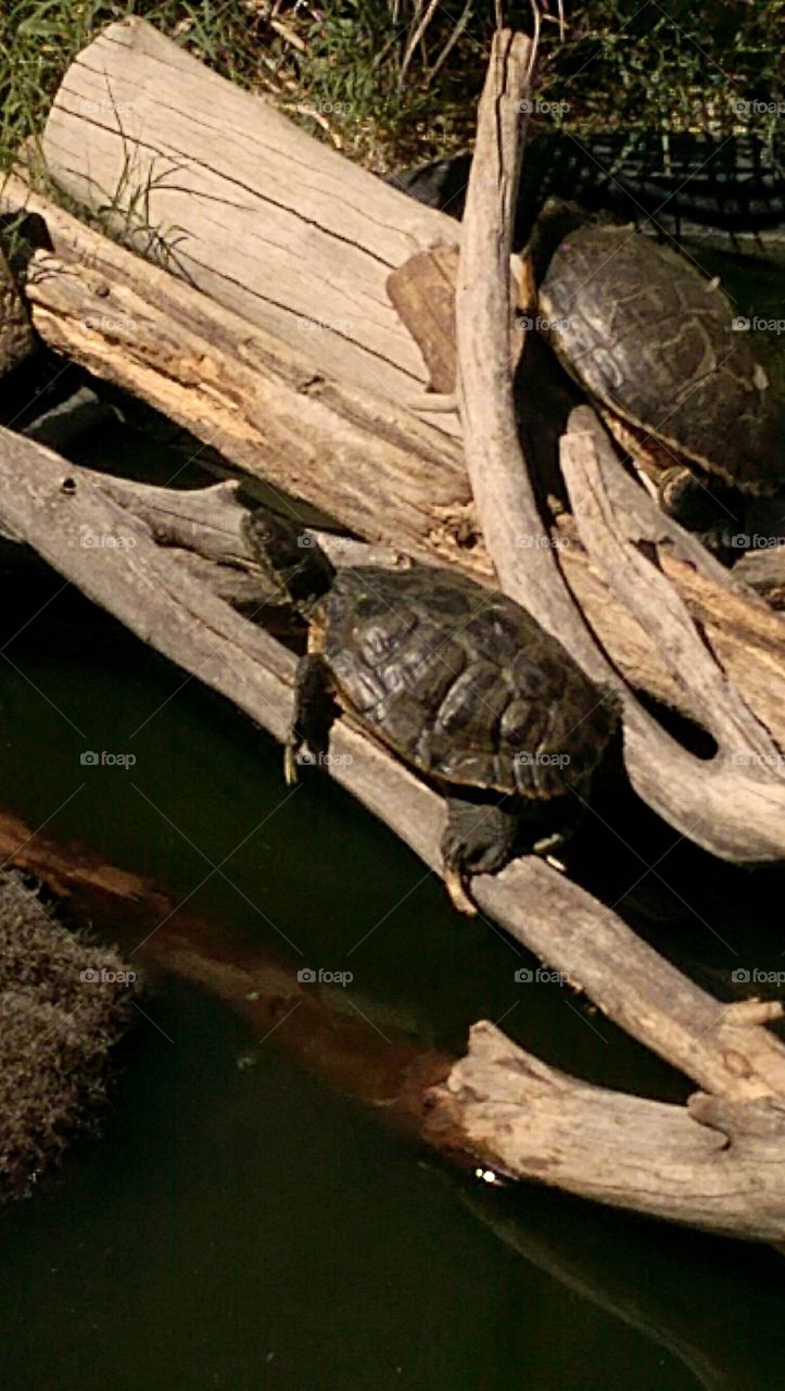 Red-Eared Slider turtle basking in AZ. sunshine