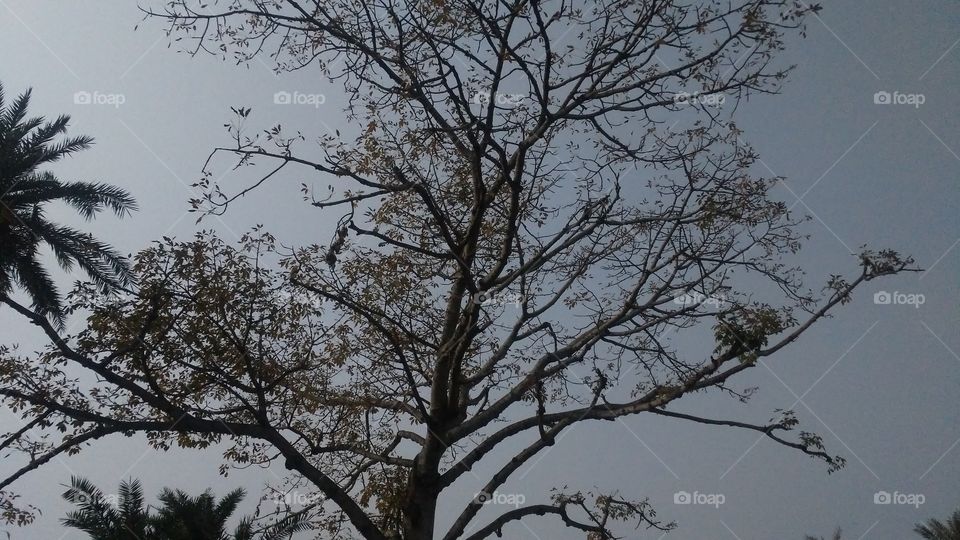A beautiful scene of trees in the evening time.