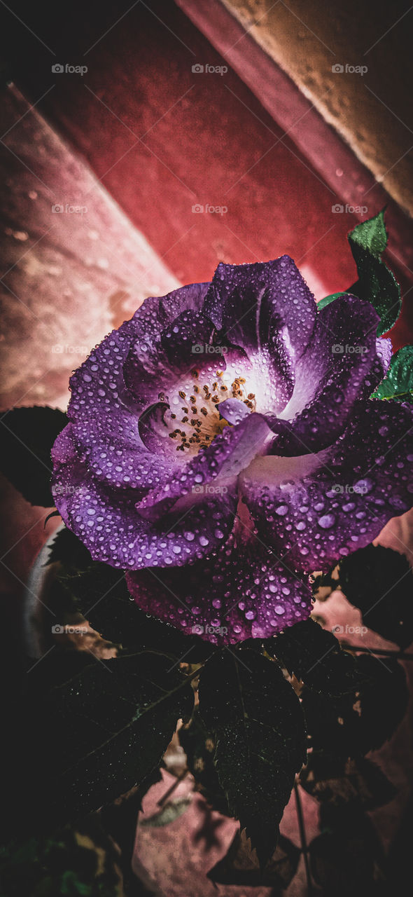 Beautiful rose flower