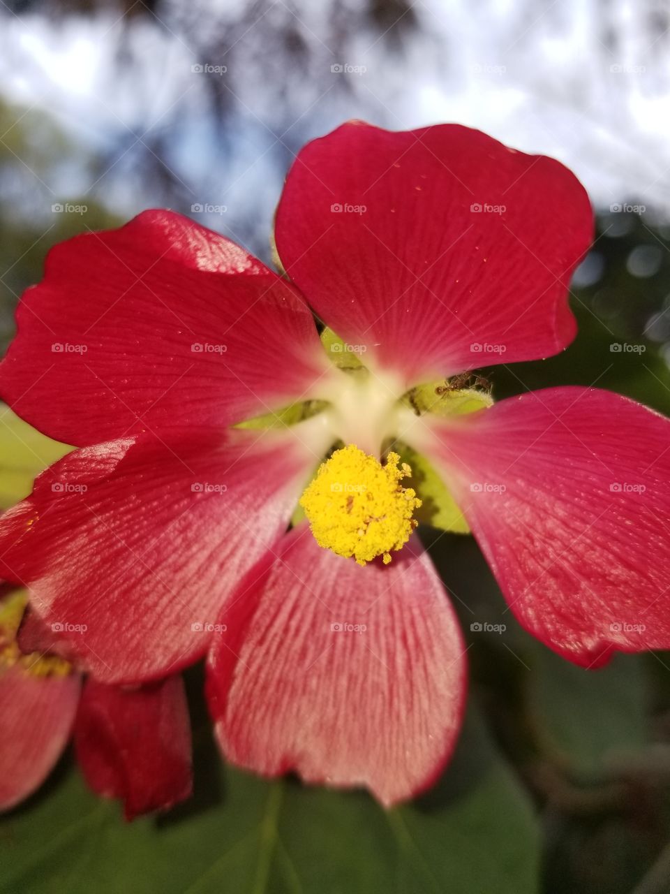 Red flower but no bee.