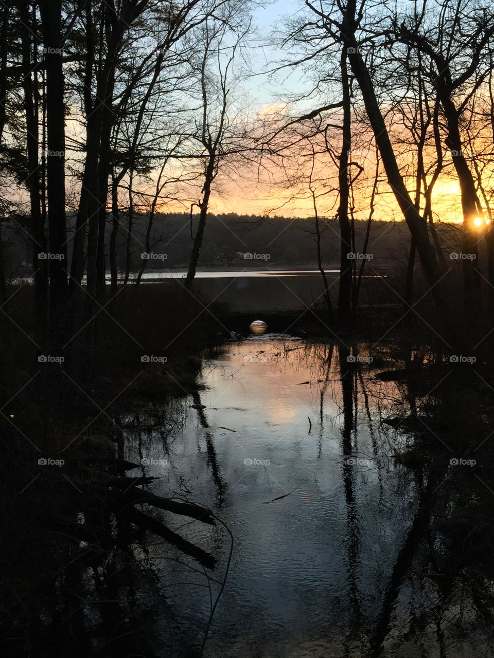 Houghton Pond at Dawn