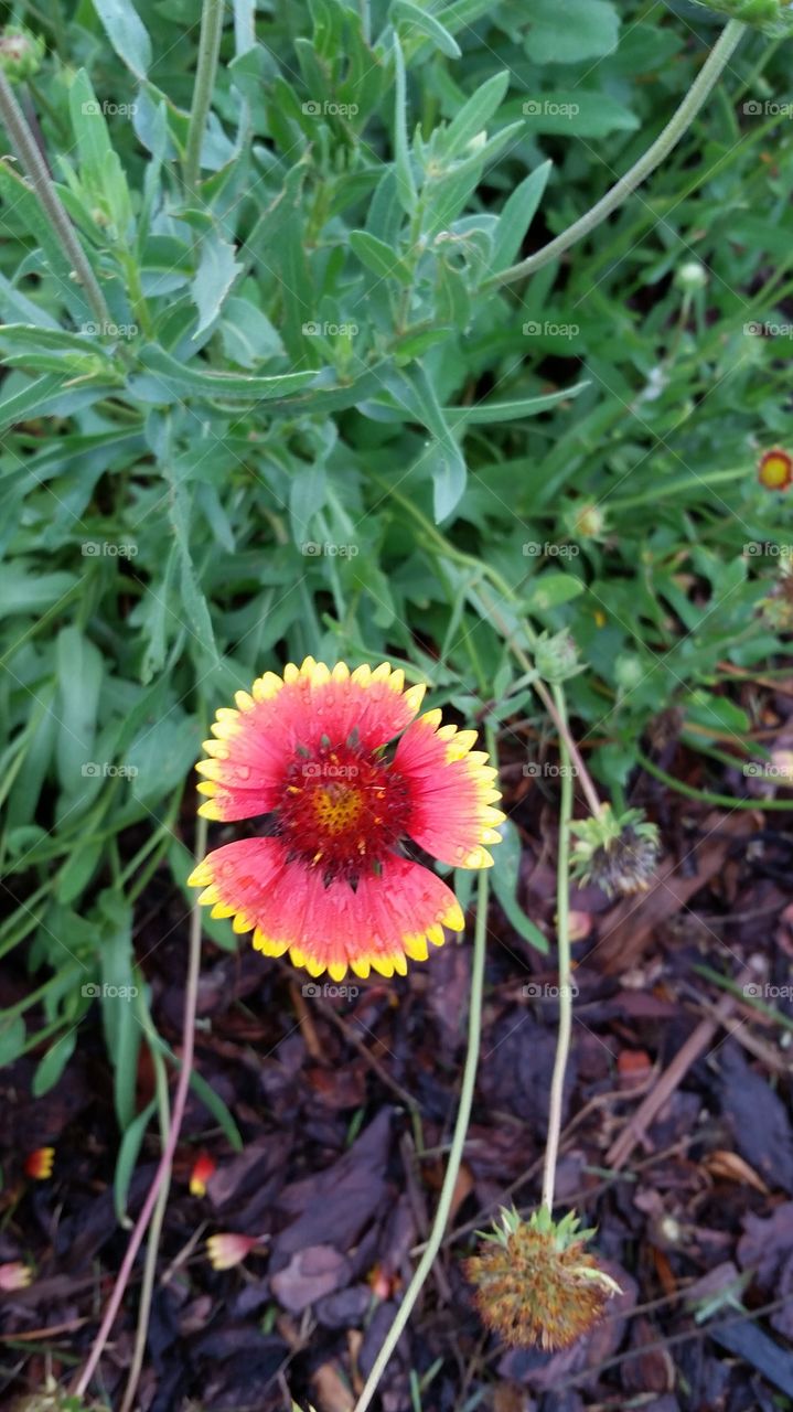 morning rain drops on flower