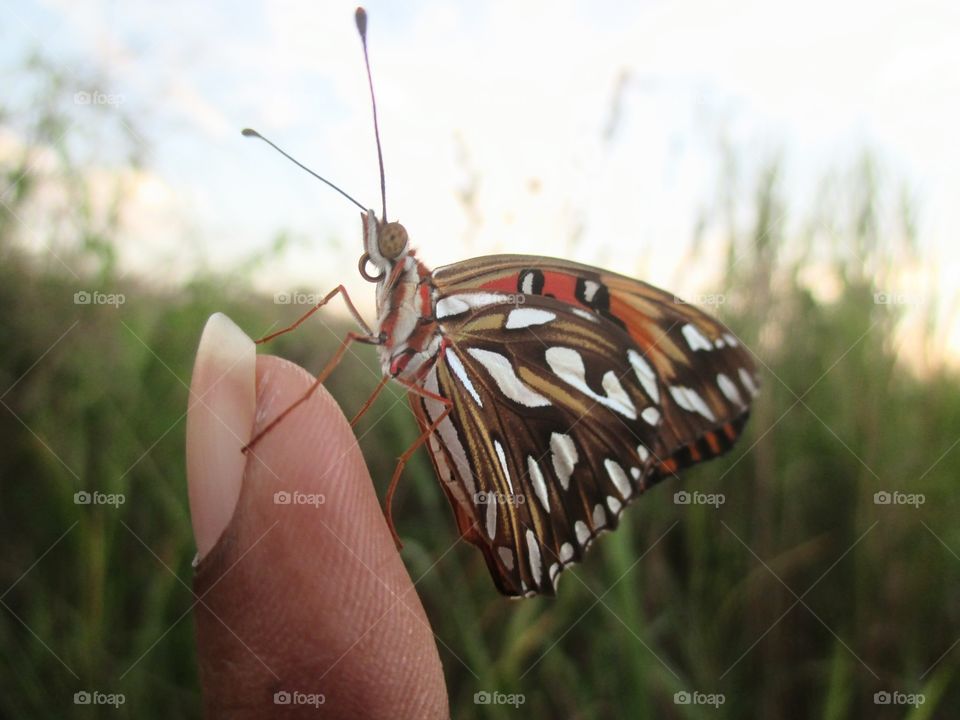 Butterfly on my finger