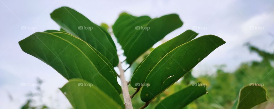 without plants we cannot breathe fresh air for free