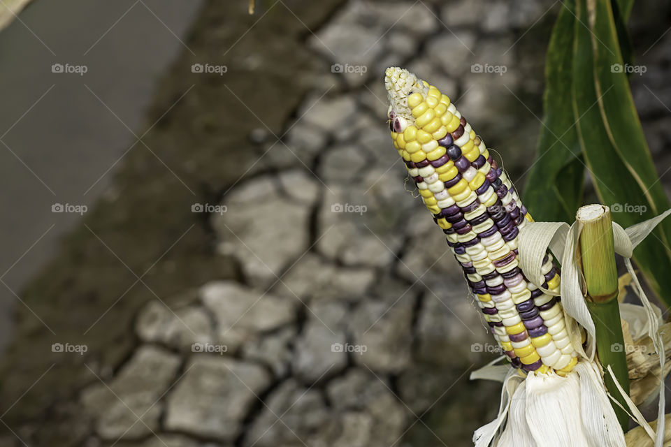 Corn with many colors in a pod on the tree at the farm show.