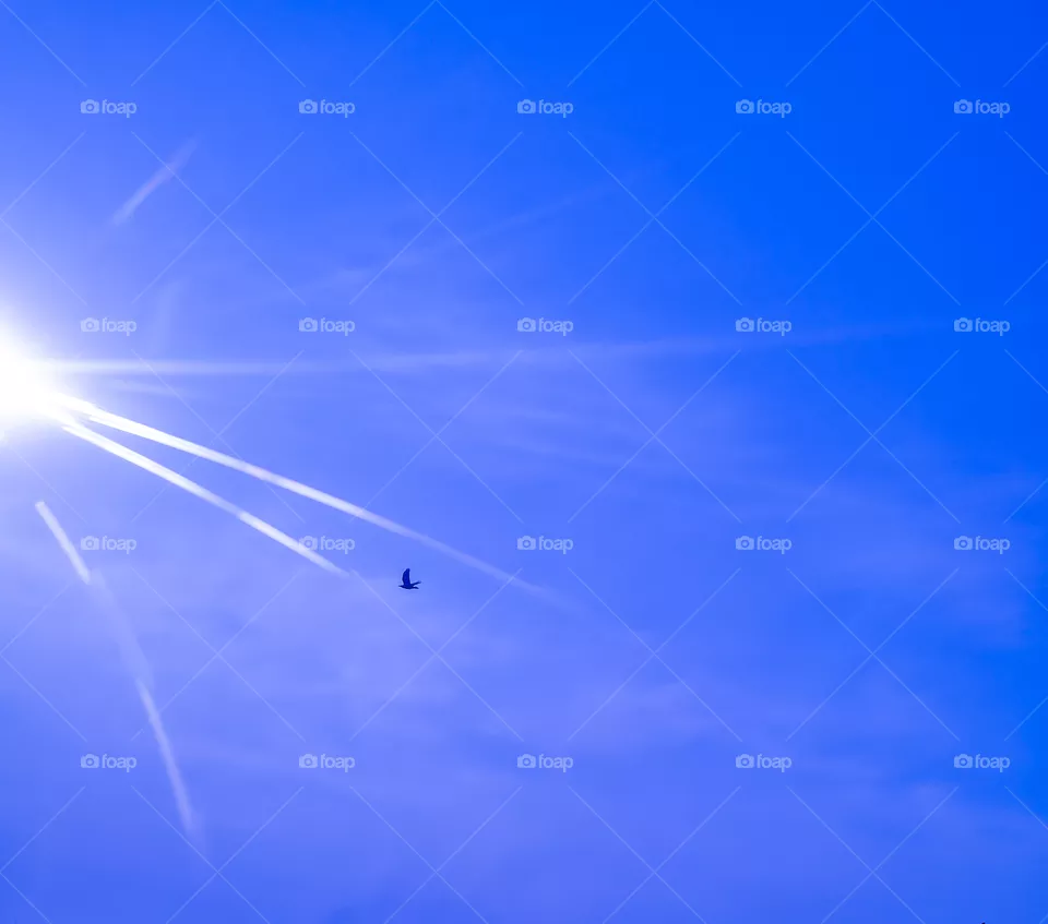 Bird in flight