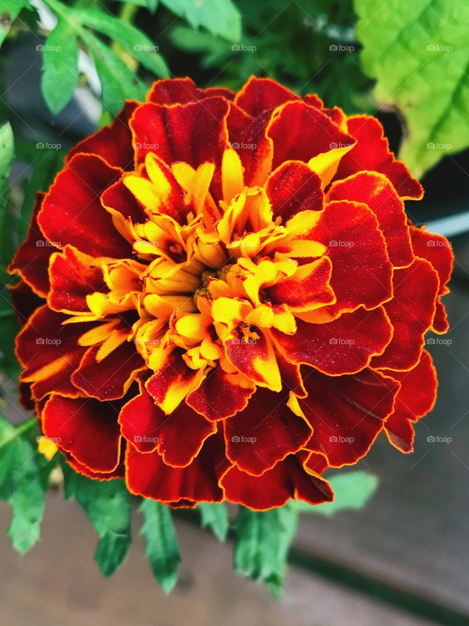 Marigolds of yellow and red