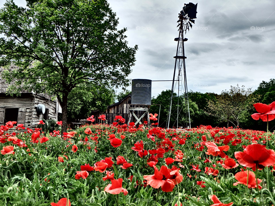 Red poppies on a farm