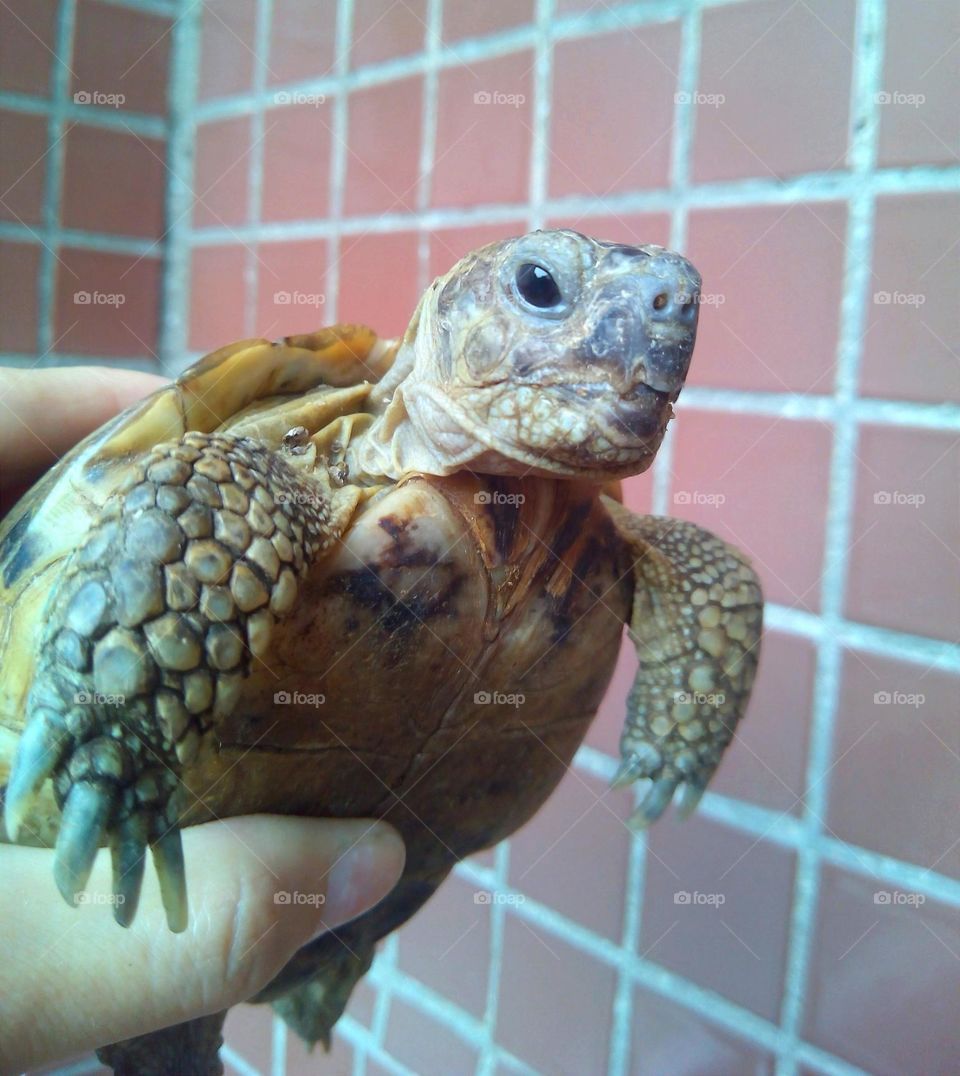 turtle in the hand geometric shapes background