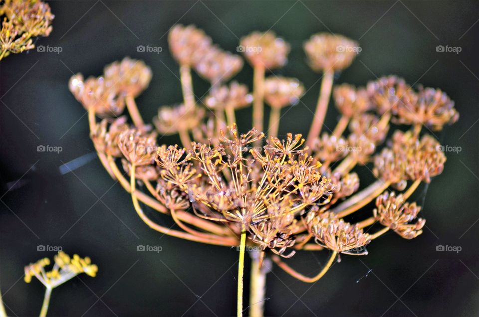 Fennel