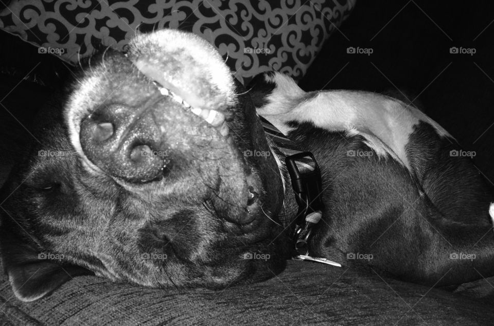 Beauty sleep in progress . Pit bull puppy getting some much needed beauty sleep on the couch. 