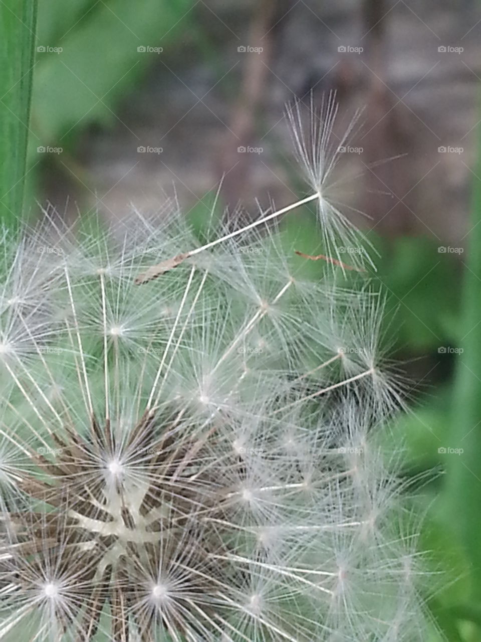 Dandelion, Nature, No Person, Summer, Seed