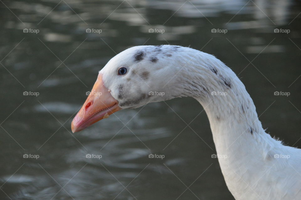 dreaming swan in al qudra lake , dubai
