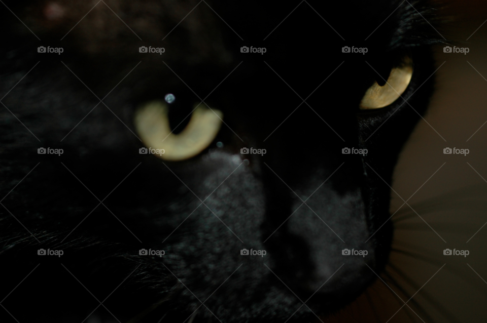 cat eye black cat cat eyes by ibphotography