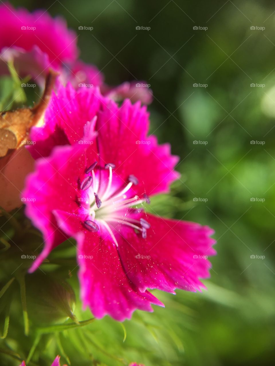 Pink Sweet William 